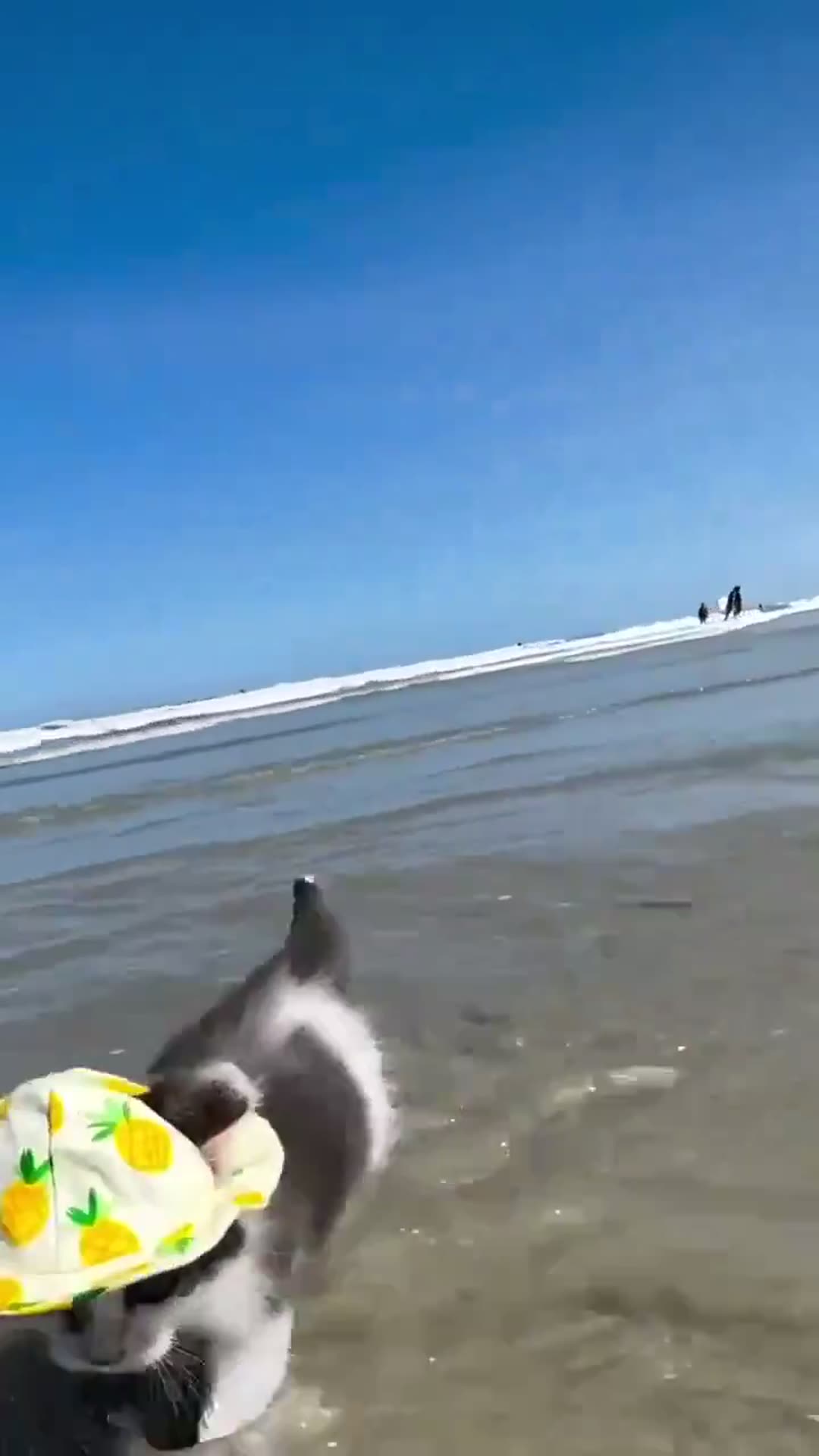 cat wearing sun hat at beach by @random1z3r / Smolish